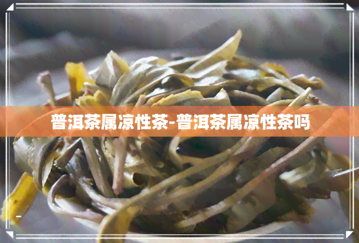 普洱茶属凉性茶-普洱茶属凉性茶吗