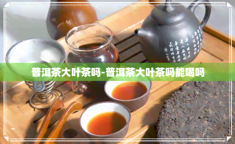 普洱茶大叶茶吗-普洱茶大叶茶吗能喝吗