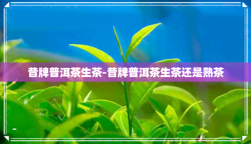 昔牌普洱茶生茶-昔牌普洱茶生茶还是熟茶