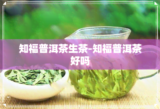 知福普洱茶生茶-知福普洱茶好吗