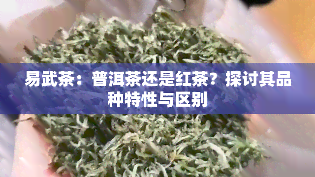 易武茶：普洱茶还是红茶？探讨其品种特性与区别