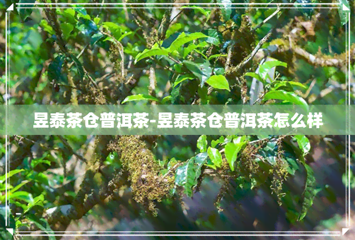 昱泰茶仓普洱茶-昱泰茶仓普洱茶怎么样