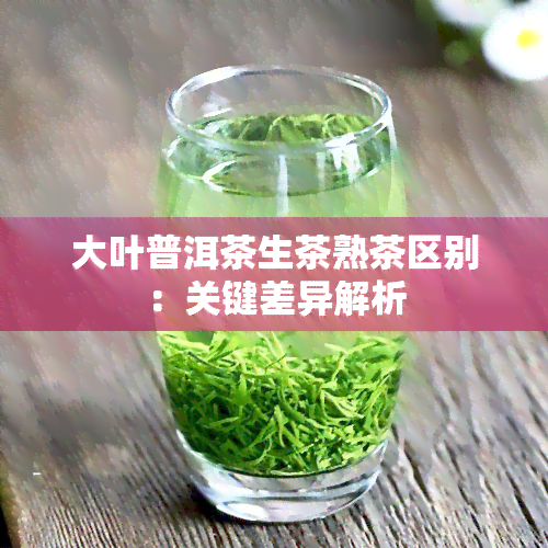 大叶普洱茶生茶熟茶区别：关键差异解析