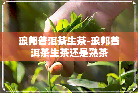 琅邦普洱茶生茶-琅邦普洱茶生茶还是熟茶