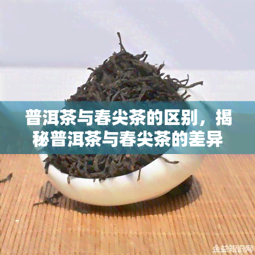 普洱茶与春尖茶的区别，揭秘普洱茶与春尖茶的差异：你了解它们的区别吗？