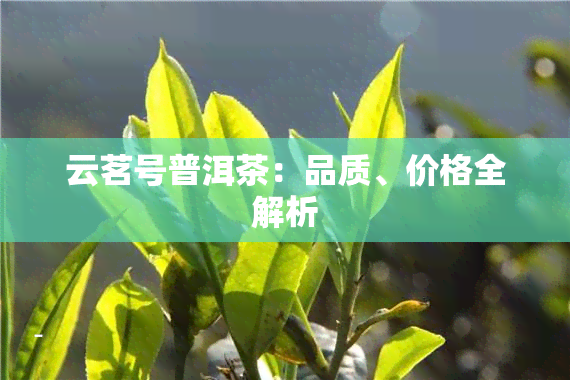 云茗号普洱茶：品质、价格全解析