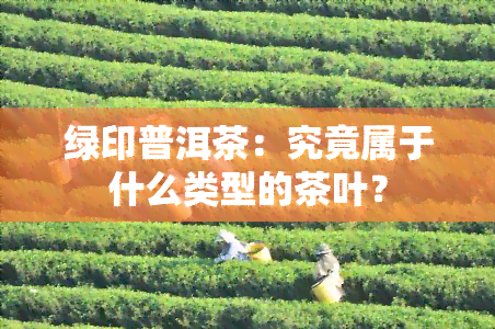 绿印普洱茶：究竟属于什么类型的茶叶？