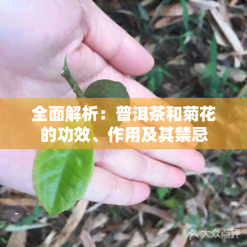 全面解析：普洱茶和菊花的功效、作用及其禁忌