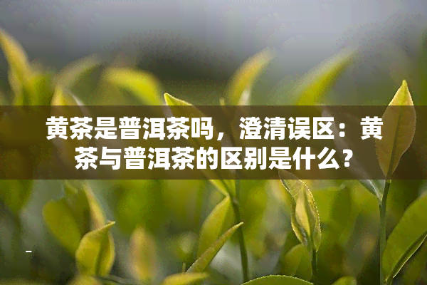 黄茶是普洱茶吗，澄清误区：黄茶与普洱茶的区别是什么？