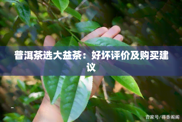 普洱茶选大益茶：好坏评价及购买建议