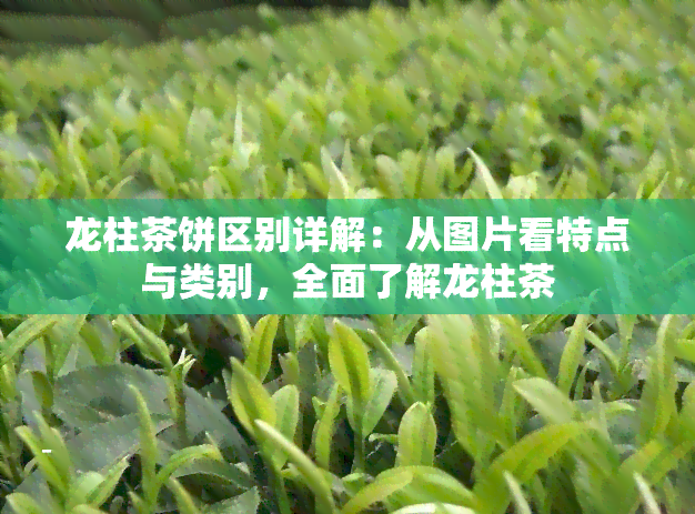 龙柱茶饼区别详解：从图片看特点与类别，全面了解龙柱茶