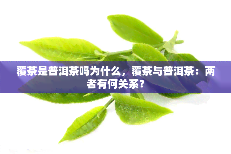 覆茶是普洱茶吗为什么，覆茶与普洱茶：两者有何关系？