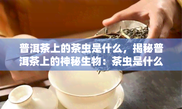 普洱茶上的茶虫是什么，揭秘普洱茶上的神秘生物：茶虫是什么？