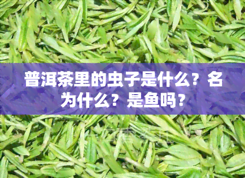 普洱茶里的虫子是什么？名为什么？是鱼吗？