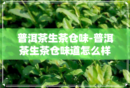 普洱茶生茶仓味-普洱茶生茶仓味道怎么样