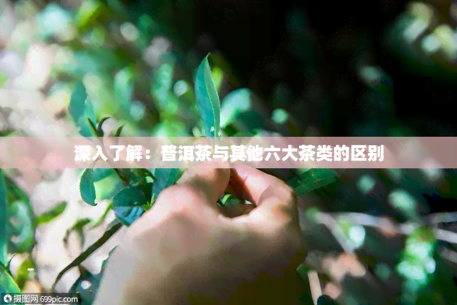 深入了解：普洱茶与其他六大茶类的区别