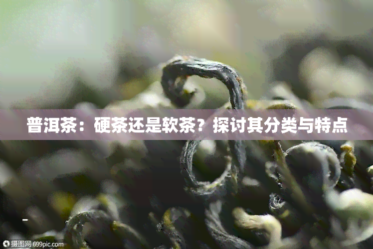 普洱茶：硬茶还是软茶？探讨其分类与特点