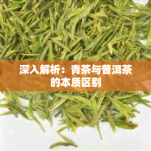 深入解析：青茶与普洱茶的本质区别