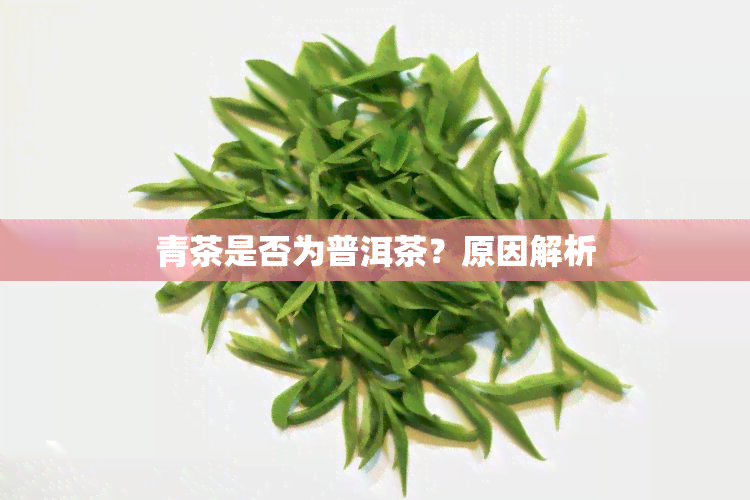 青茶是否为普洱茶？原因解析