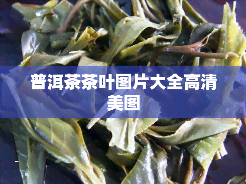 普洱茶茶叶图片大全高清美图