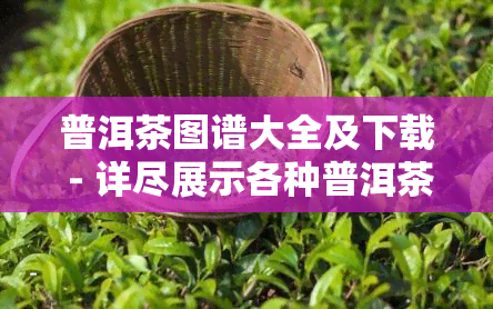 普洱茶图谱大全及下载 - 详尽展示各种普洱茶种类与特点