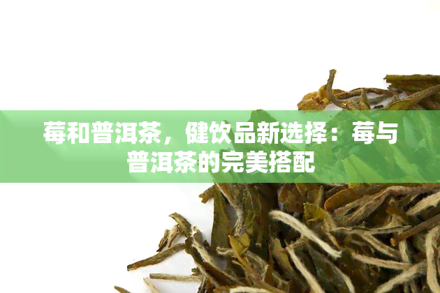 莓和普洱茶，健饮品新选择：莓与普洱茶的完美搭配