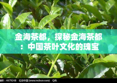 金海茶都，探秘金海茶都：中国茶叶文化的瑰宝