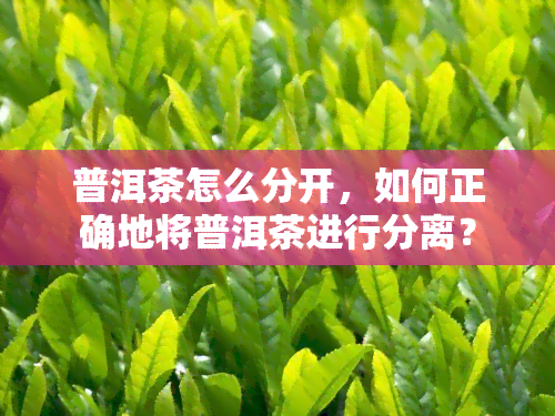 普洱茶怎么分开，如何正确地将普洱茶进行分离？