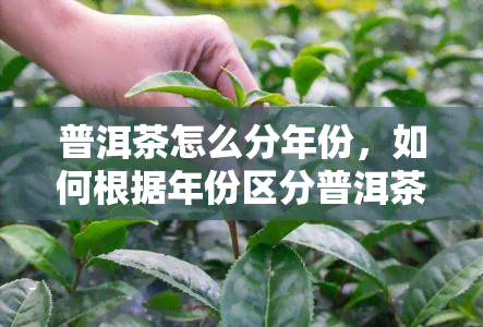 普洱茶怎么分年份，如何根据年份区分普洱茶：一份详细的指南