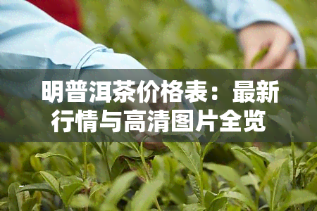 明普洱茶价格表：最新行情与高清图片全览