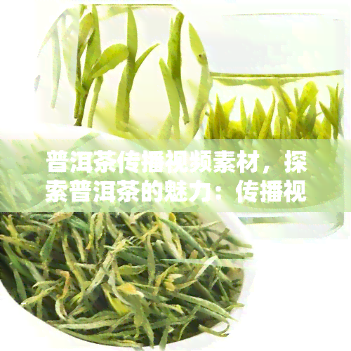 普洱茶传播视频素材，探索普洱茶的魅力：传播视频素材一览