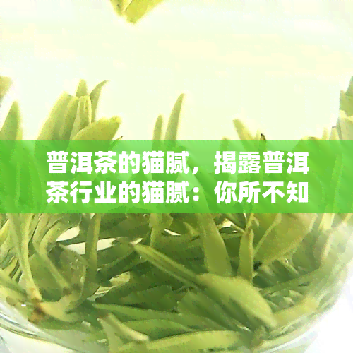 普洱茶的猫腻，揭露普洱茶行业的猫腻：你所不知道的秘密