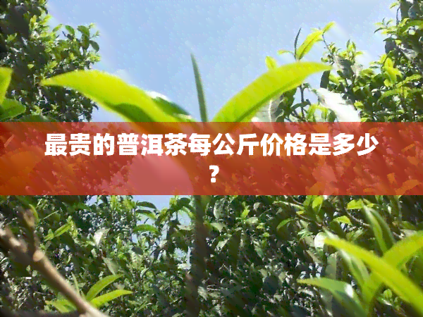 最贵的普洱茶每公斤价格是多少？