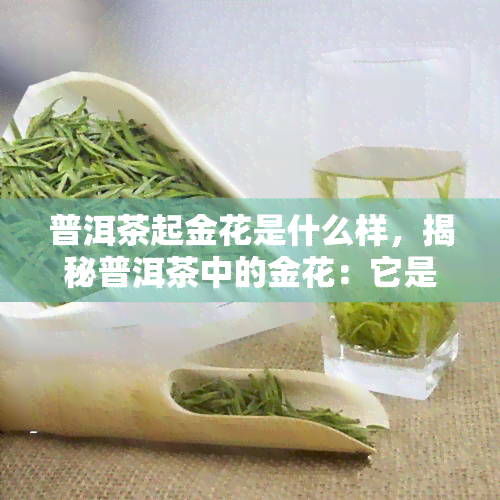 普洱茶起金花是什么样，揭秘普洱茶中的金花：它是什么样子的？