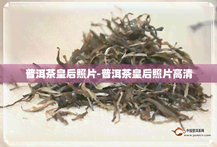 普洱茶皇后照片-普洱茶皇后照片高清