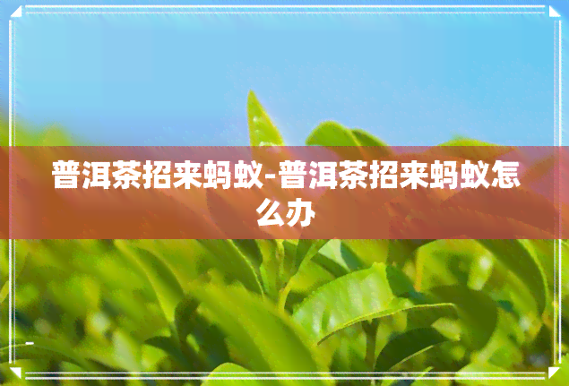 普洱茶招来蚂蚁-普洱茶招来蚂蚁怎么办