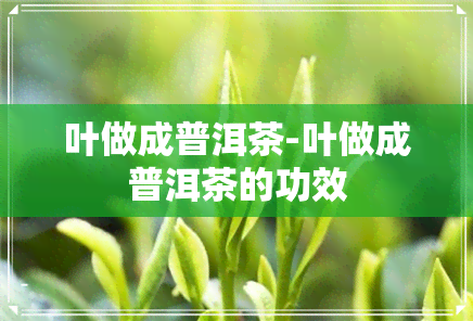 叶做成普洱茶-叶做成普洱茶的功效