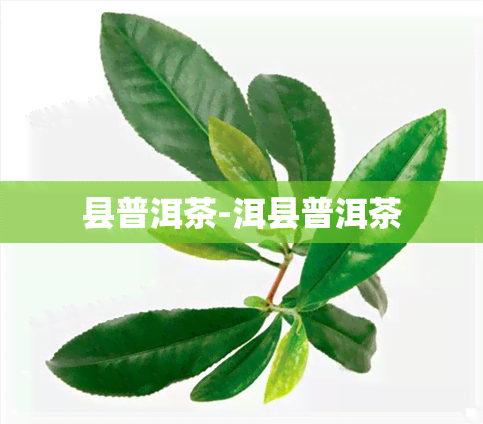 县普洱茶-洱县普洱茶