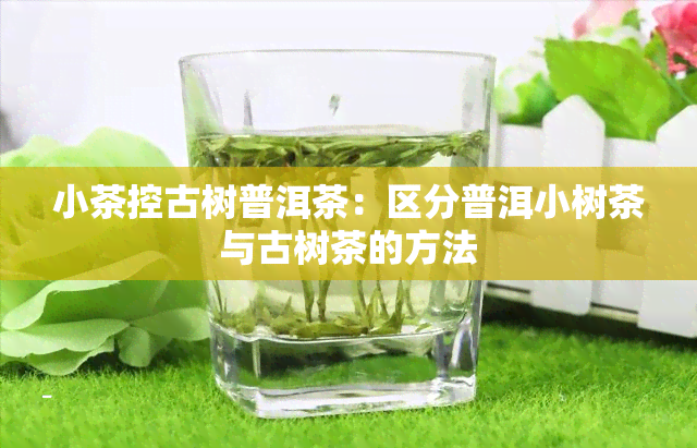 小茶控古树普洱茶：区分普洱小树茶与古树茶的方法
