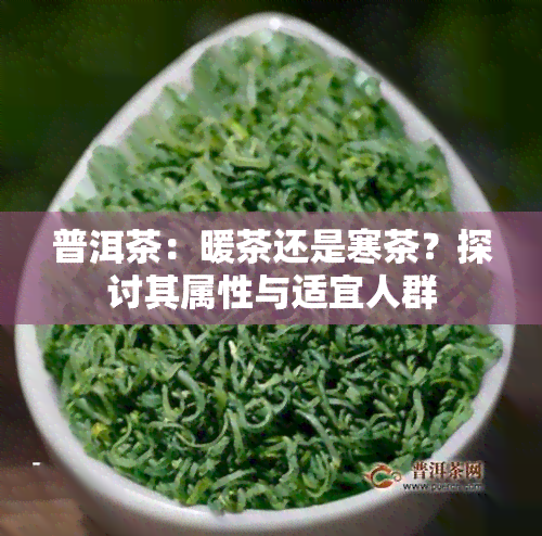 普洱茶：暖茶还是寒茶？探讨其属性与适宜人群