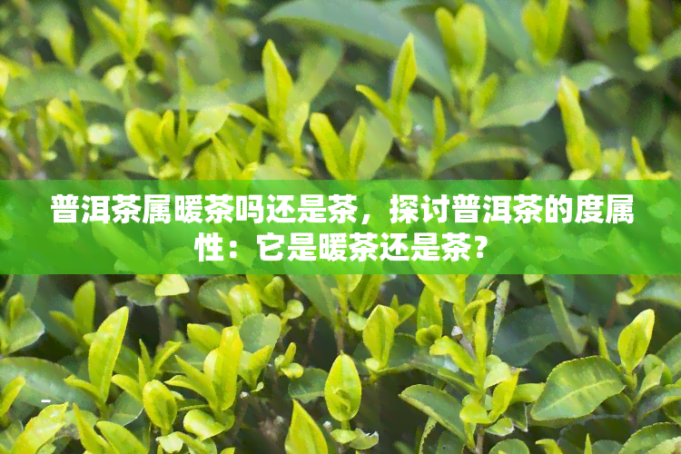 普洱茶属暖茶吗还是茶，探讨普洱茶的度属性：它是暖茶还是茶？