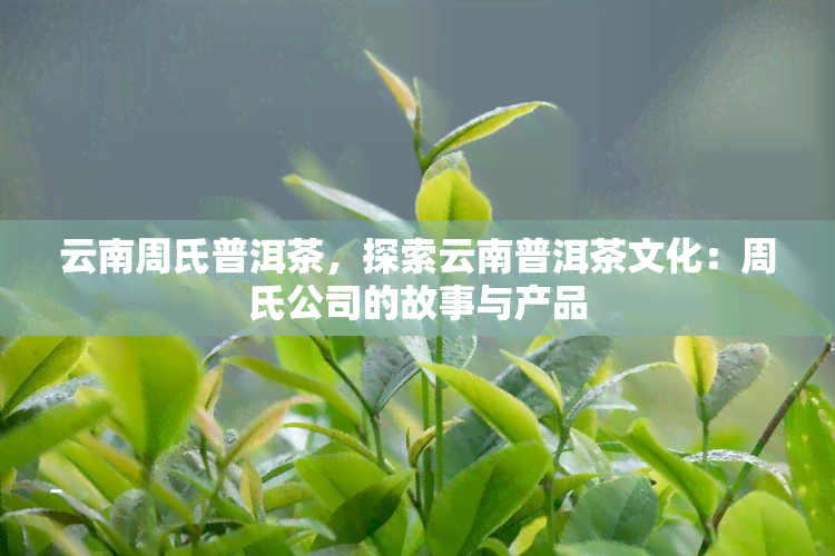 云南周氏普洱茶，探索云南普洱茶文化：周氏公司的故事与产品