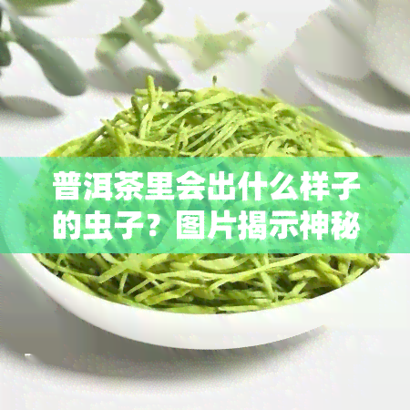 普洱茶里会出什么样子的虫子？图片揭示神秘生物