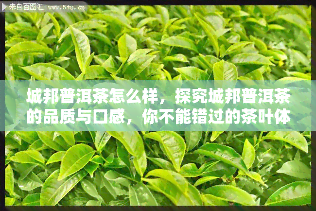 城邦普洱茶怎么样，探究城邦普洱茶的品质与口感，你不能错过的茶叶体验！