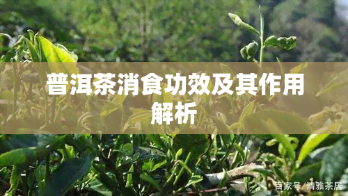 普洱茶消食功效及其作用解析