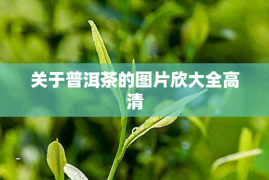 关于普洱茶的图片欣大全高清