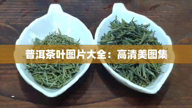 普洱茶叶图片大全：高清美图集