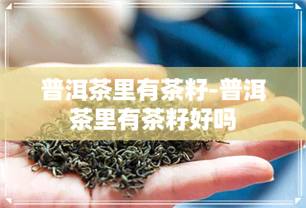 普洱茶里有茶籽-普洱茶里有茶籽好吗