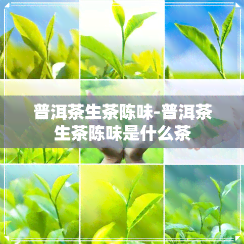 普洱茶生茶陈味-普洱茶生茶陈味是什么茶