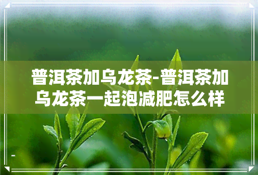 普洱茶加乌龙茶-普洱茶加乌龙茶一起泡减肥怎么样